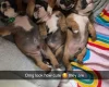 English Bulldog