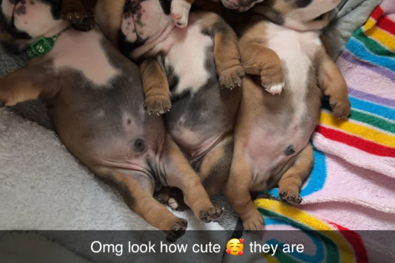 English Bulldog