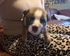 English Bulldog