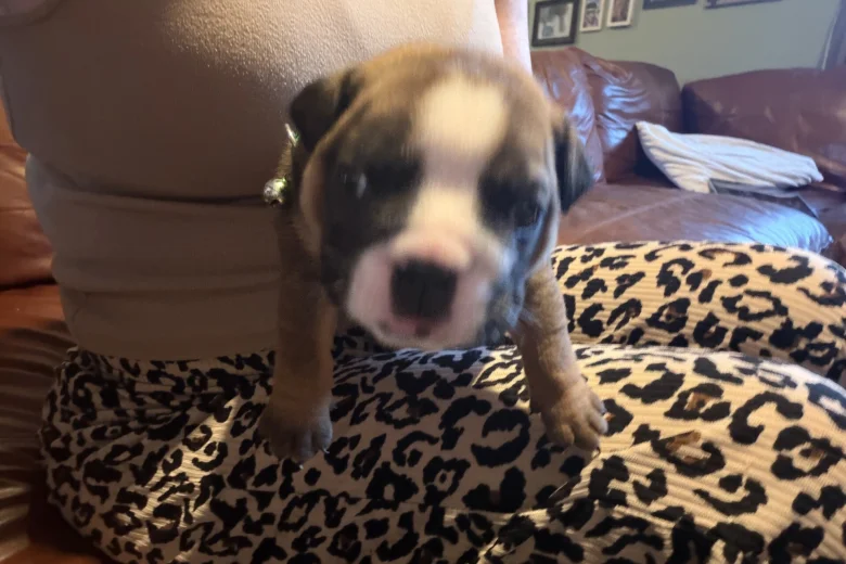 English Bulldog