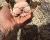 English Bulldog