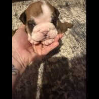 English Bulldog