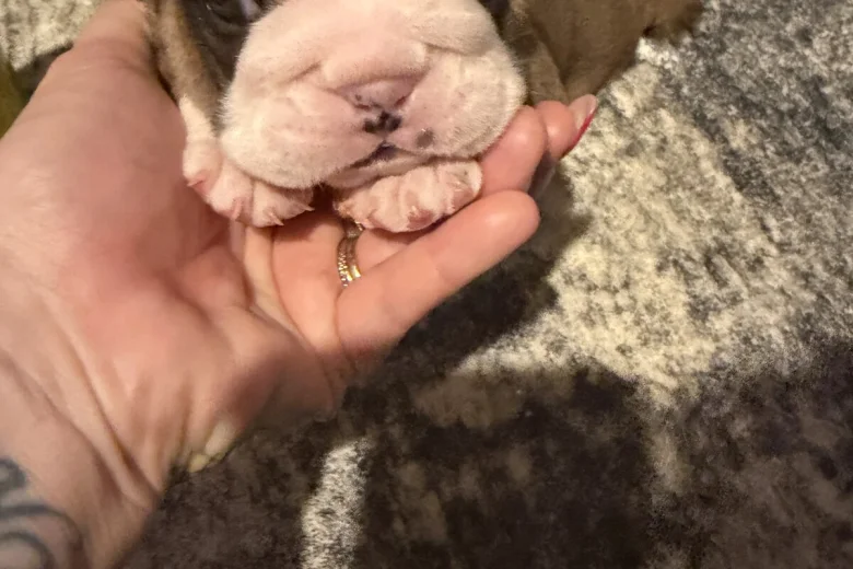 English Bulldog
