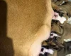 English Bulldog