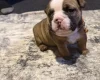 English Bulldog