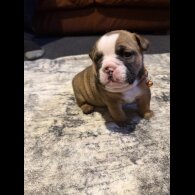 English Bulldog