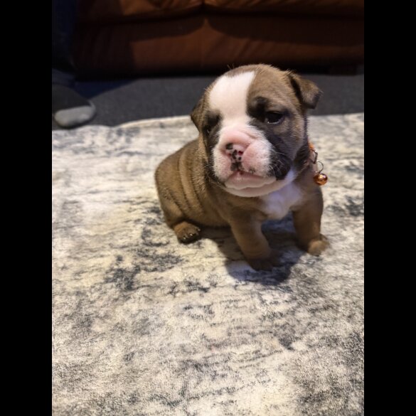 English Bulldog