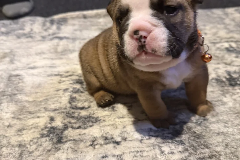 English Bulldog