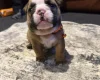 English Bulldog