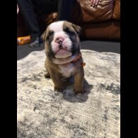 English Bulldog