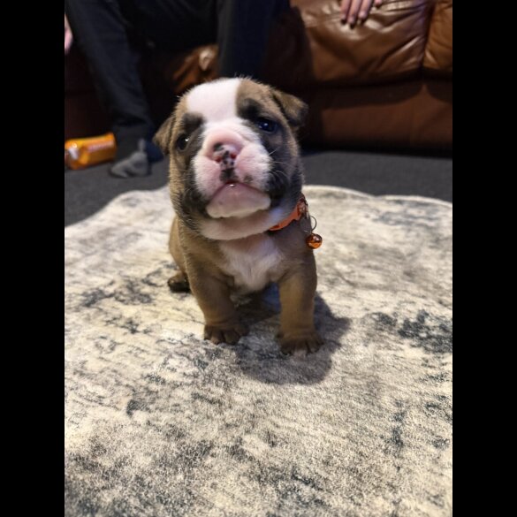 English Bulldog