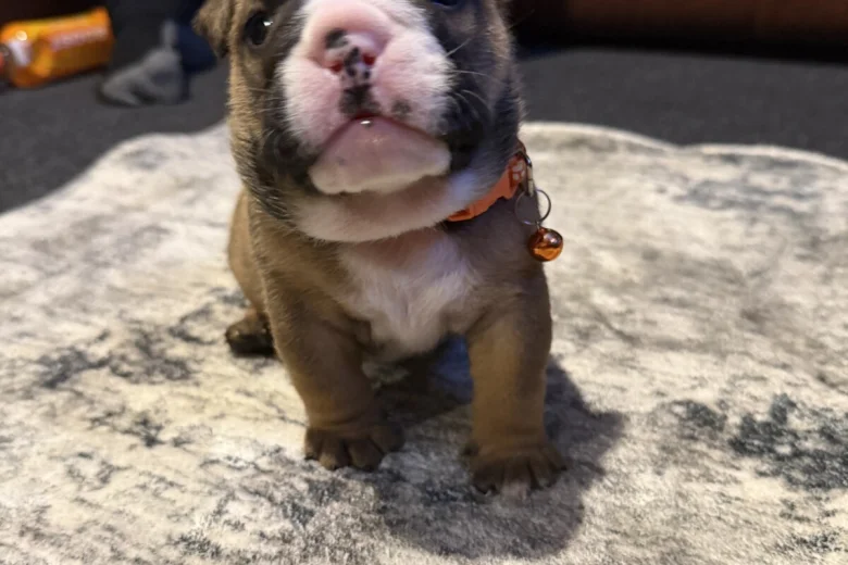English Bulldog