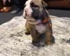 English Bulldog