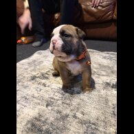 English Bulldog