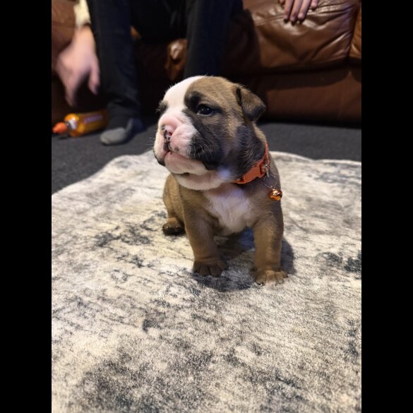 English Bulldog