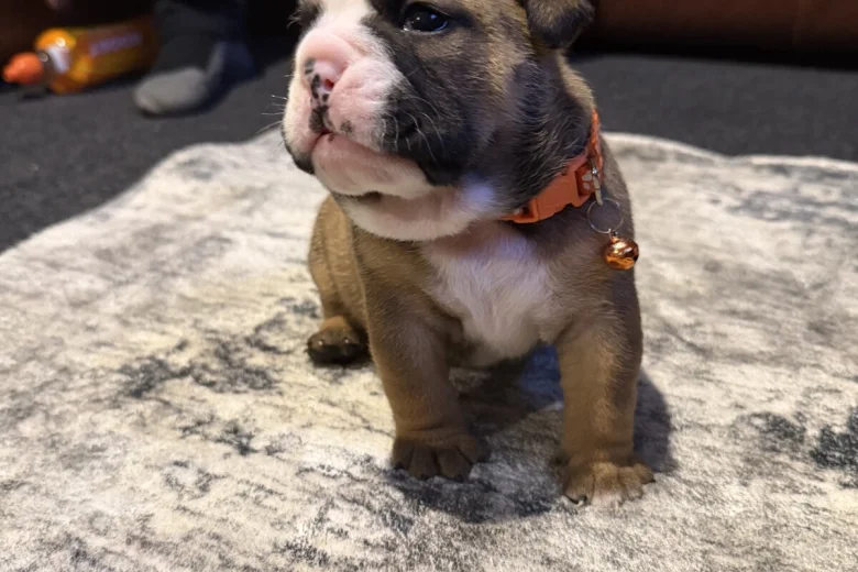English Bulldog