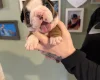 English Bulldog
