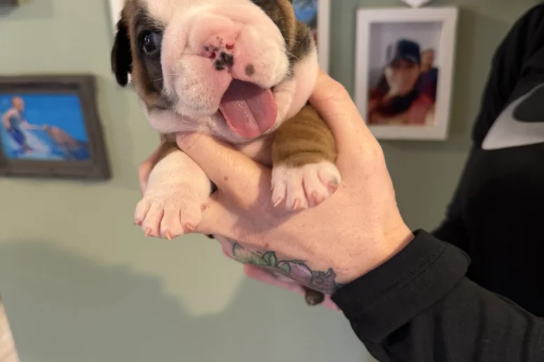 English Bulldog