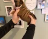 English Bulldog