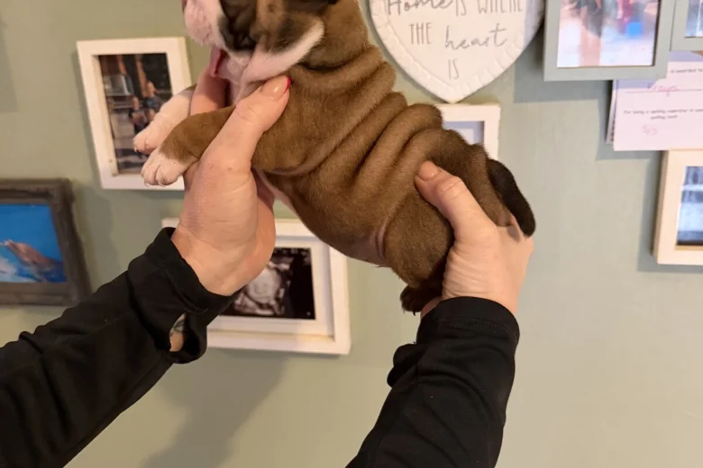 English Bulldog