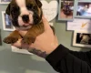 English Bulldog