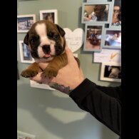 English Bulldog