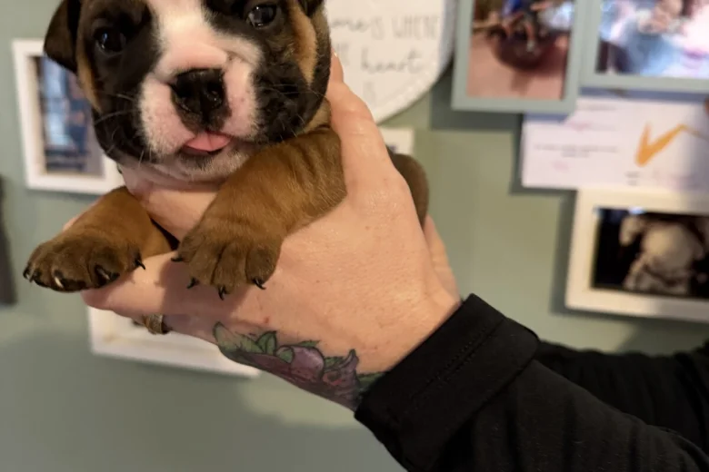 English Bulldog