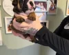 English Bulldog
