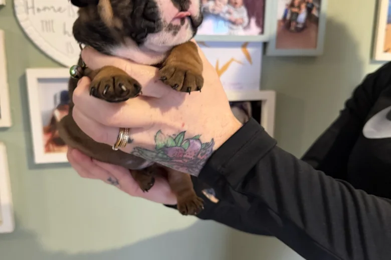 English Bulldog