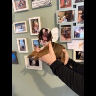 English Bulldog