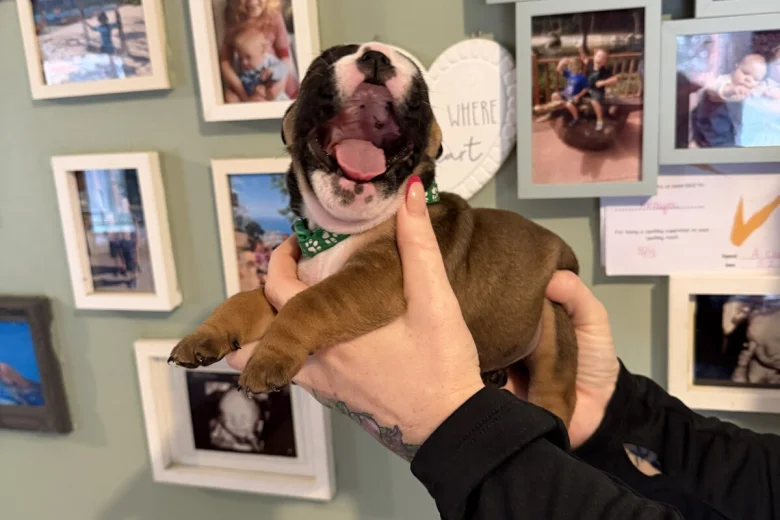 English Bulldog