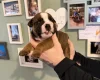 English Bulldog