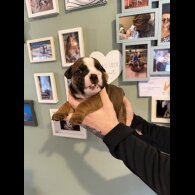 English Bulldog