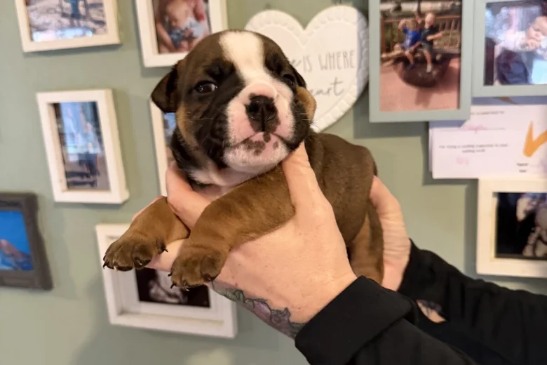 English Bulldog