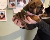 English Bulldog