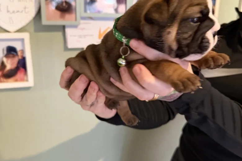 English Bulldog