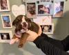 English Bulldog