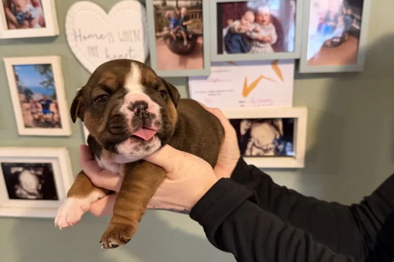 English Bulldog