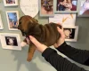 English Bulldog