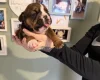 English Bulldog