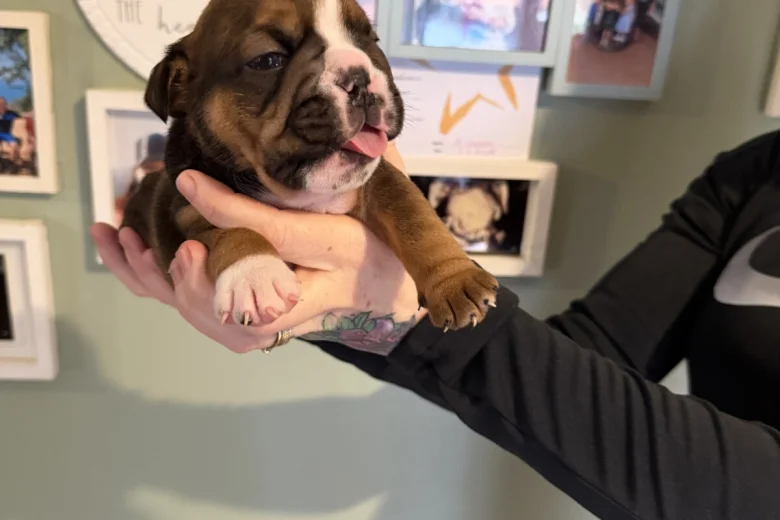 English Bulldog