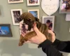 English Bulldog