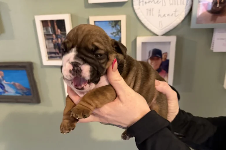 English Bulldog