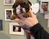 English Bulldog