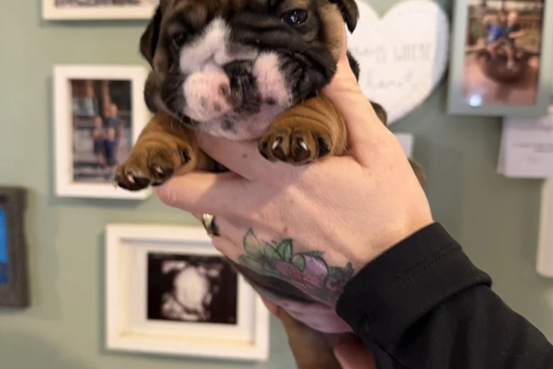 English Bulldog