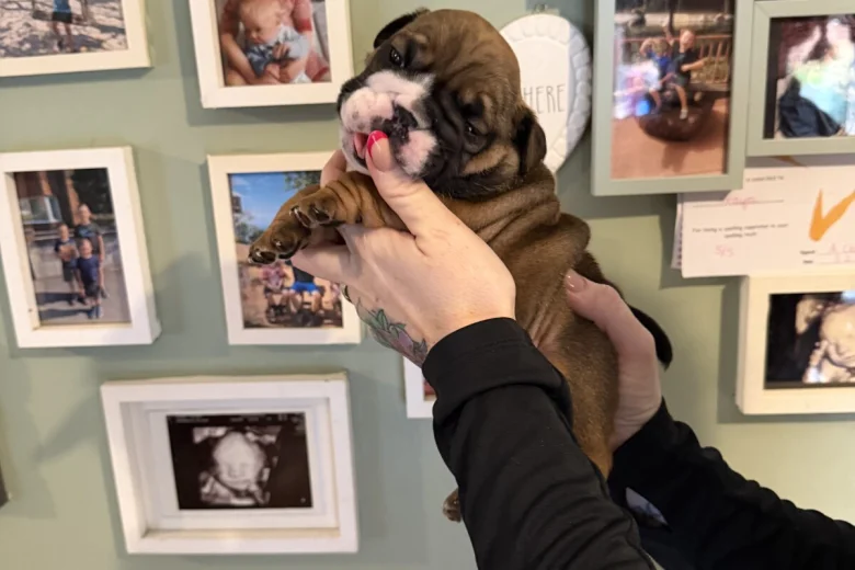 English Bulldog