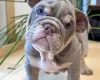 English Bulldog