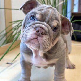 English Bulldog
