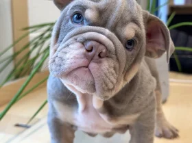 English Bulldog