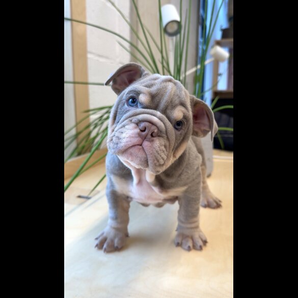 English Bulldog